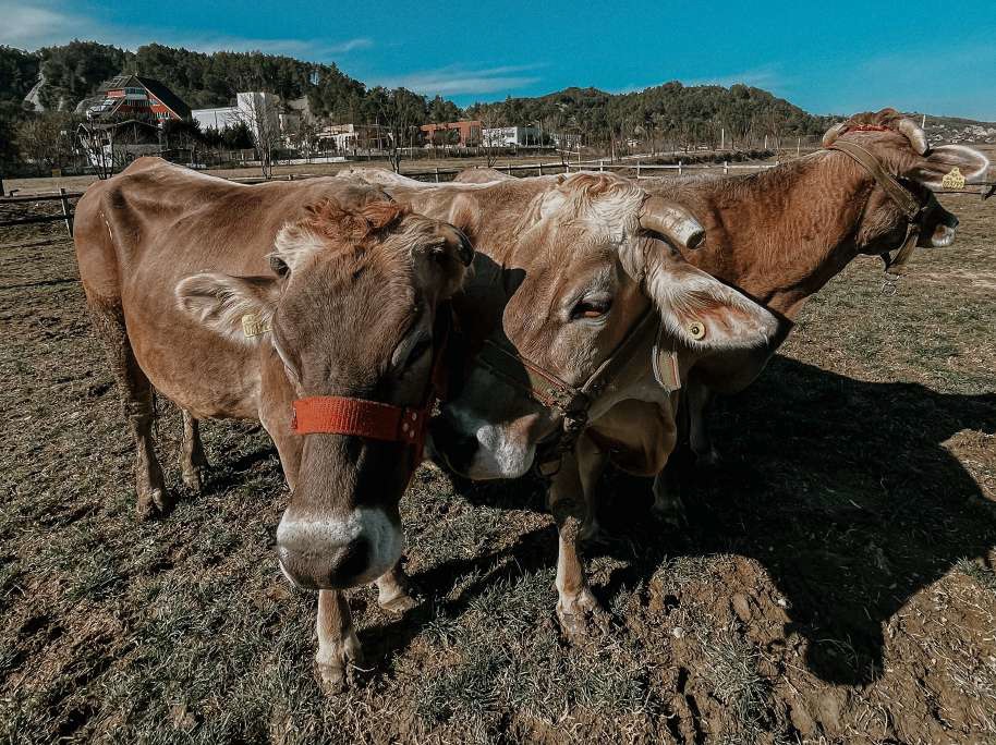 FARM